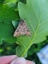 Anarta trifolii