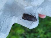 Agrotis segetum