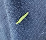 Ypsolopha