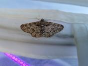 Cleora cinctaria