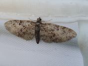 Eupithecia abbreviata