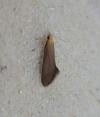 Crassa tinctella