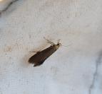Crassa tinctella