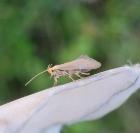 Crassa tinctella