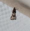 Xerocnephasia rigana