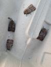 Agrotis cinerea