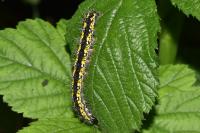 Callimorpha dominula
