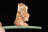 Selenia lunularia