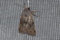Orthosia incerta