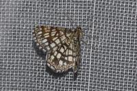 Chiasmia clathrata