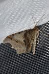 Macaria alternata