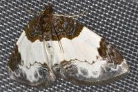 Mesoleuca albicillata