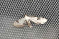 Eupithecia centaureata