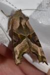 Phlogophora meticulosa