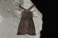 Diaphora mendica