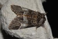 Drymonia dodonaea