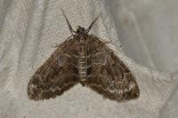 Thera variata/britannica