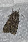 Acronicta rumicis
