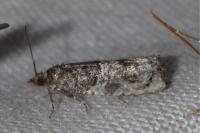 Phaneta pauperana