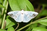Lomographa temerata