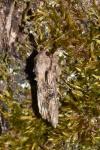 Egira conspicillaris