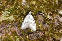 Nola confusalis