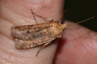 Conistra rubiginea