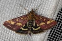Pyrausta purpuralis