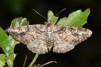 Cleora cinctaria