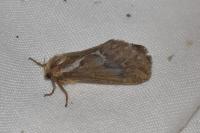 Korscheltellus lupulinus