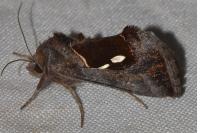 Macdunnoughia confusa