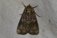 Craniophora ligustri