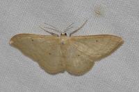 Idaea straminata