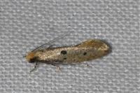 Tinea trinotella