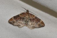 Xanthorhoe spadicearia