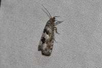 Epiblema similana