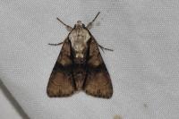 Acronicta alni