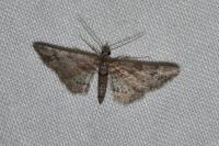 Gymnoscelis rufifasciata