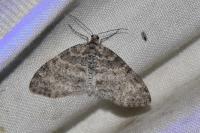 Lobophora halterata