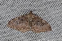Rheumaptera cervinalis cervinalis