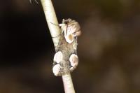 Thyatira batis