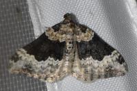 Epirrhoe galiata