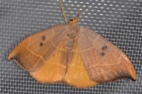 Watsonalla binaria