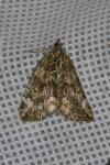 Chloroclysta siterata