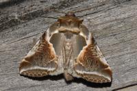Habrosyne pyritoides