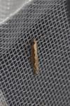 Plutella xylostella