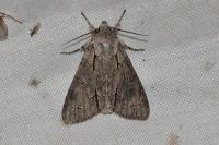 Acronicta psi/tridens