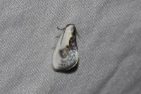 Cilix glaucata