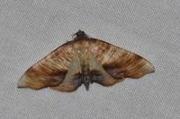 Plagodis dolabraria