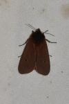 Phragmatobia fuliginosa